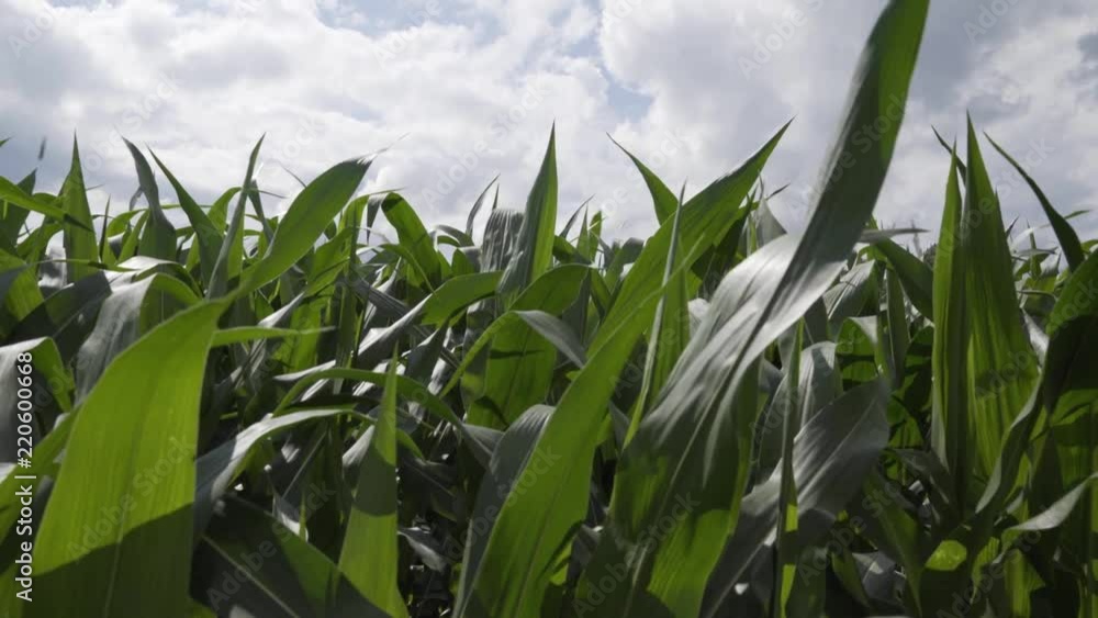 Corn stalk leaves flapping in wind Corn stalk leaves flapping in wind