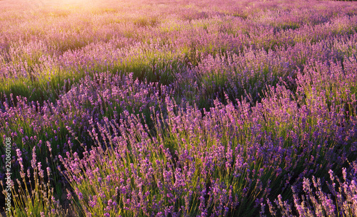 Lavender texture nature.