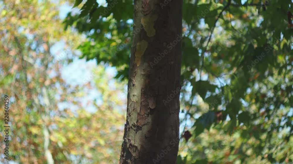 tree tree