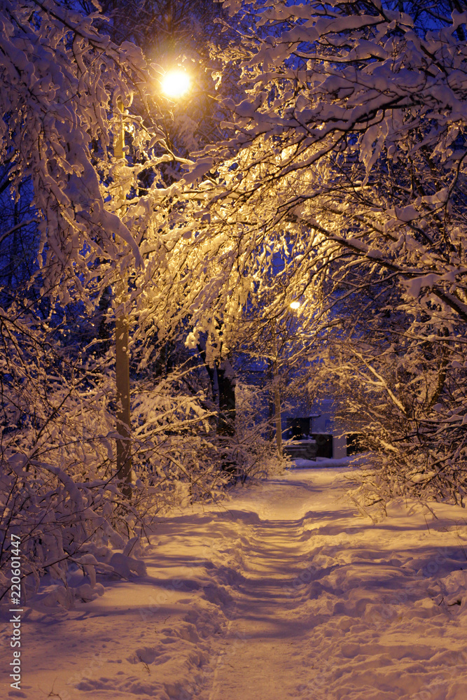 Beautiful view of the path through the forest in winter in the snow,  illuminated by a street lamp Stock Photo | Adobe Stock