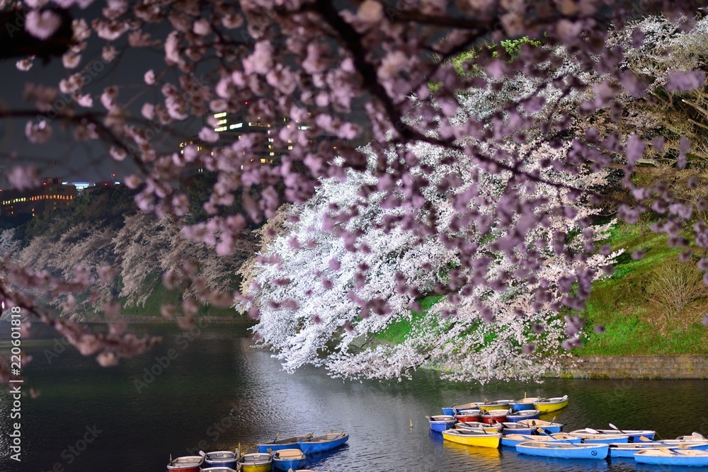falling japanese cherry blossom at imperial palace with water refrection  in spring with boats