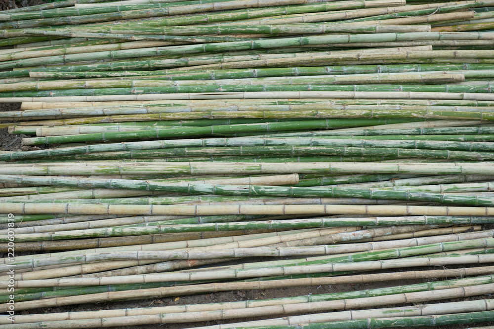view of row of green and brown bamboo as background view of row of green and brown bamboo as background