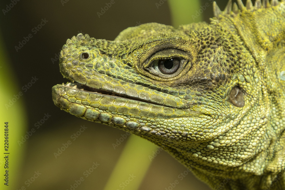 Fototapeta premium Detail of head lizard with blue eye.