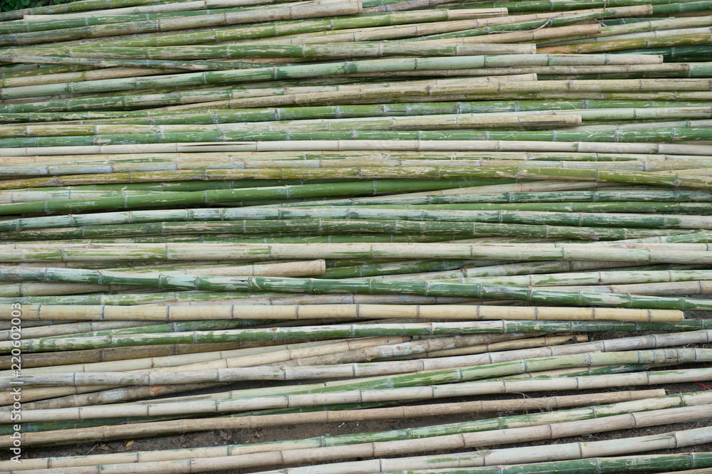 view of row of green and brown bamboo as background view of row of green and brown bamboo as background