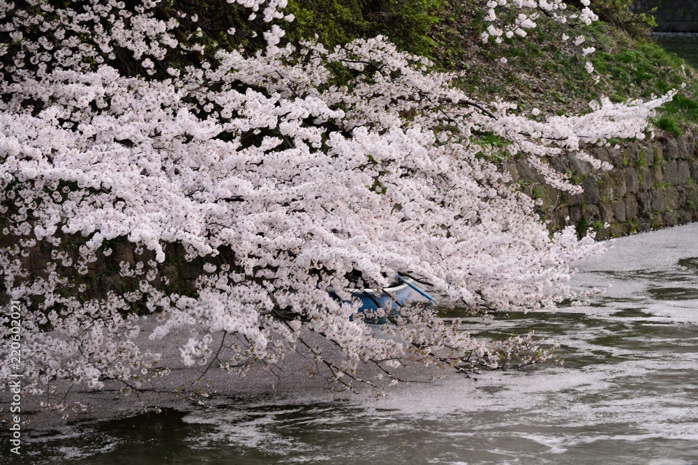 falling japanese cherry blossom at imperial palace with boat in spring falling japanese cherry blossom at imperial palace with boat in spring