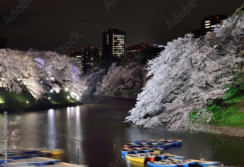 falling japanese cherry blossom at imperial palace with water refrection  in spring with boats photo