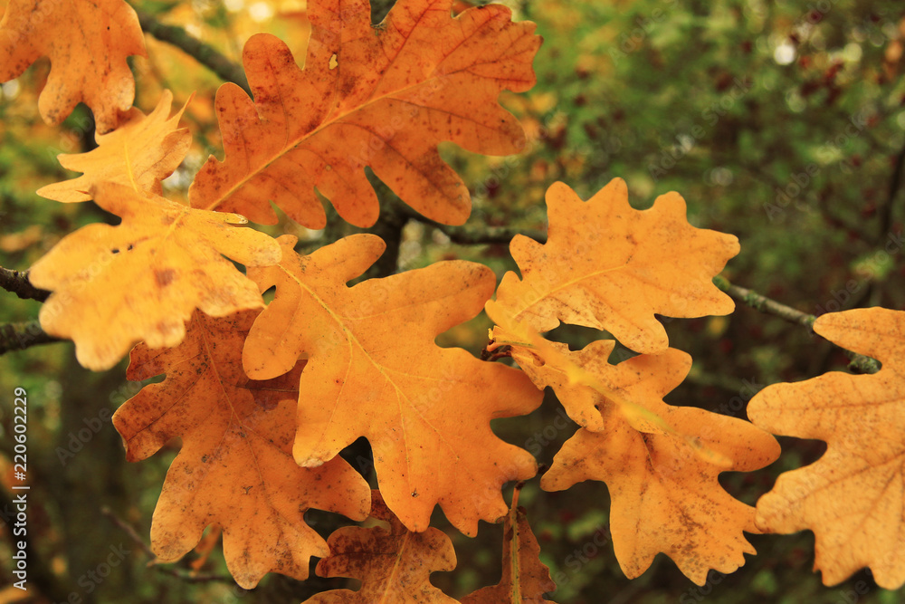Red and yellow oak autumn leaves on the branch of tree Red and yellow oak autumn leaves on the branch of tree