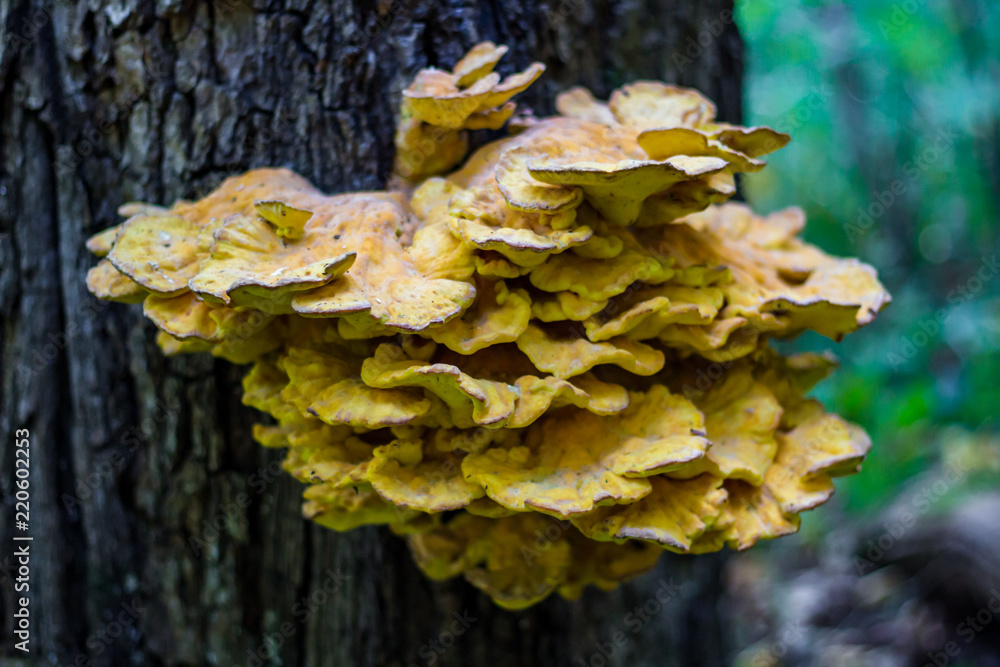 Mushroom Crab-of-the-woods (Laetiporus sulphureus) on a tree in the forest Mushroom Crab-of-the-woods (Laetiporus sulphureus) on a tree in the forest