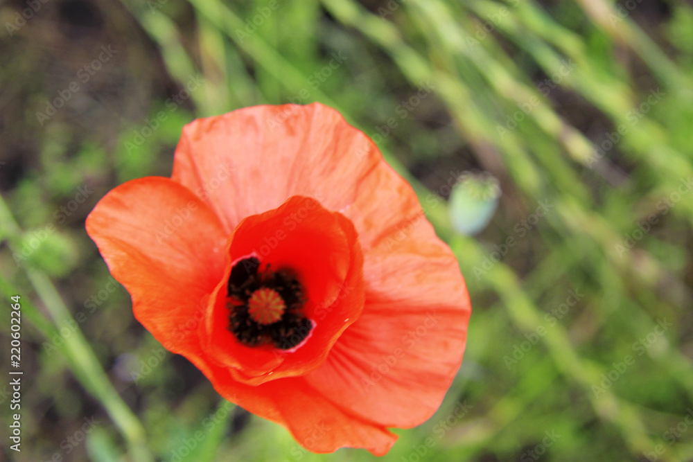 Poppy flower on the field of wheat summertime Poppy flower on the field of wheat summertime