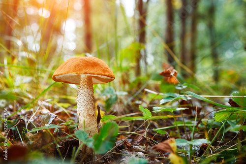 Close-up mushroom Leccinum scabrum grows in the forest. Little mushrooms, soft bokeh, green grass, leafs. Sunny summer day after rain