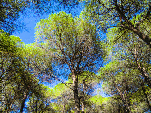 SARDINIA, Budoni, Mediterranean Pines, Italy, Europe photo