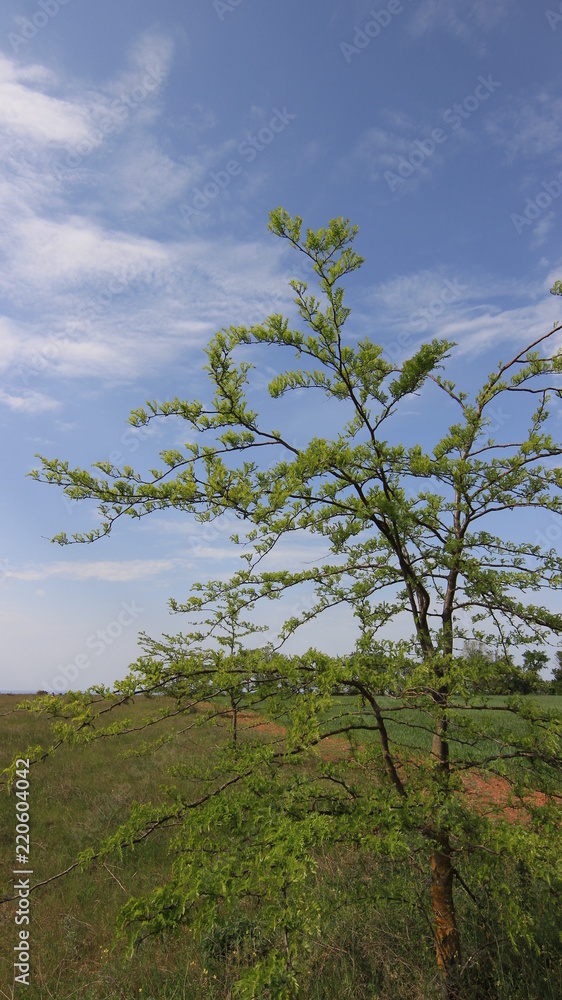 Obraz premium Степь. Деревья. Весна. 