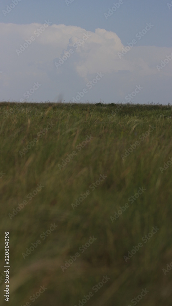 Obraz premium Степь. Ковыль.