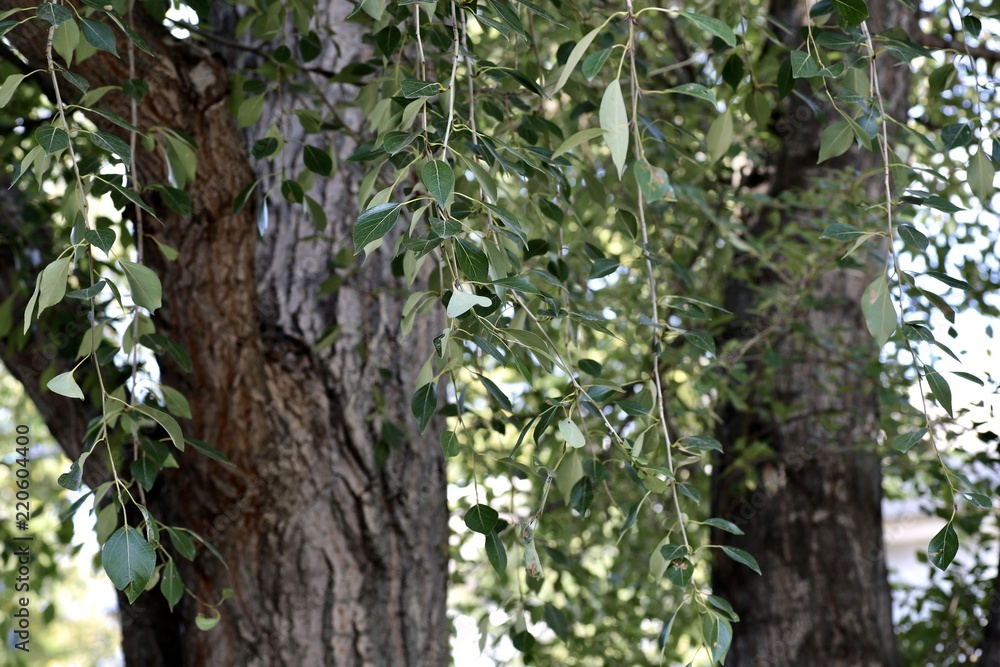 Fototapeta premium poplar with leaves.