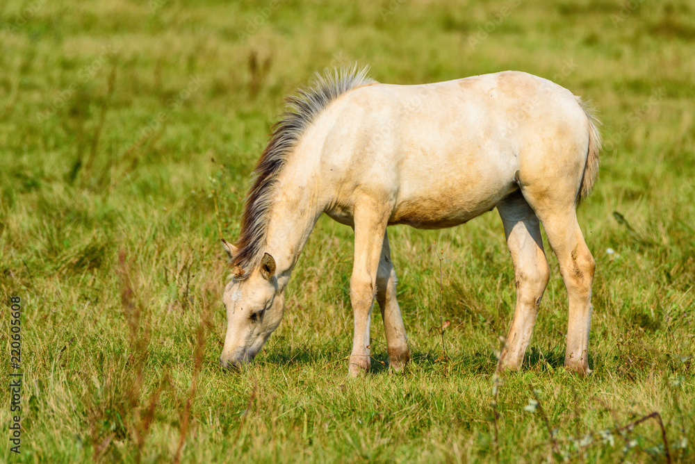 lonely foal grazing on the field lonely foal grazing on the field