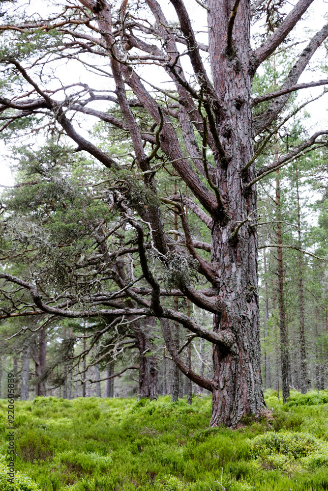 Foret écossaise