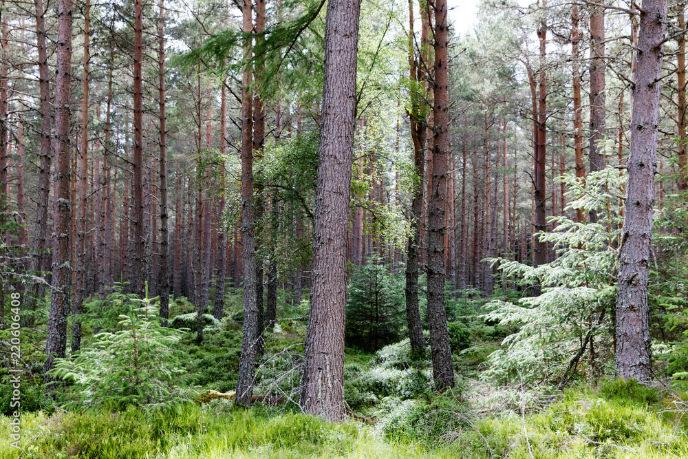 Fototapeta premium Foret écossaise