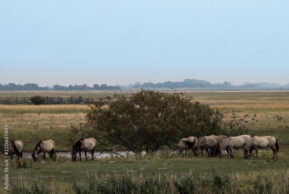 Wildleben und natur in deutschland Wildleben und natur in deutschland