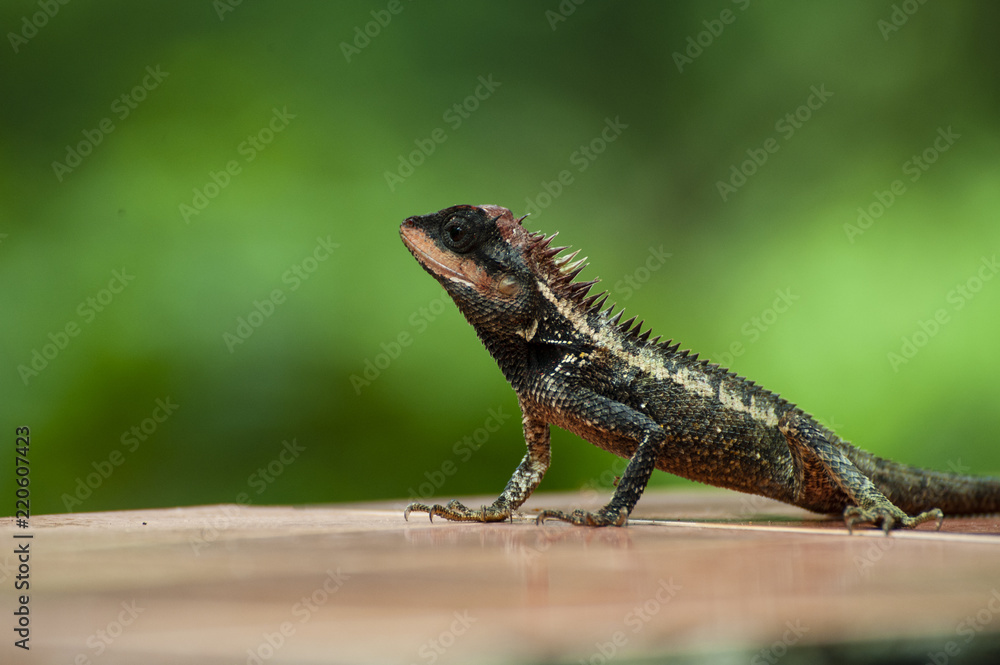 Fototapeta premium crested lizard
