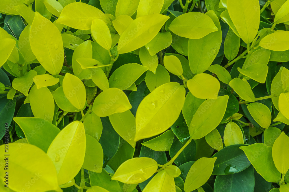 Closeup nature view of green leaf in garden Closeup nature view of green leaf in garden