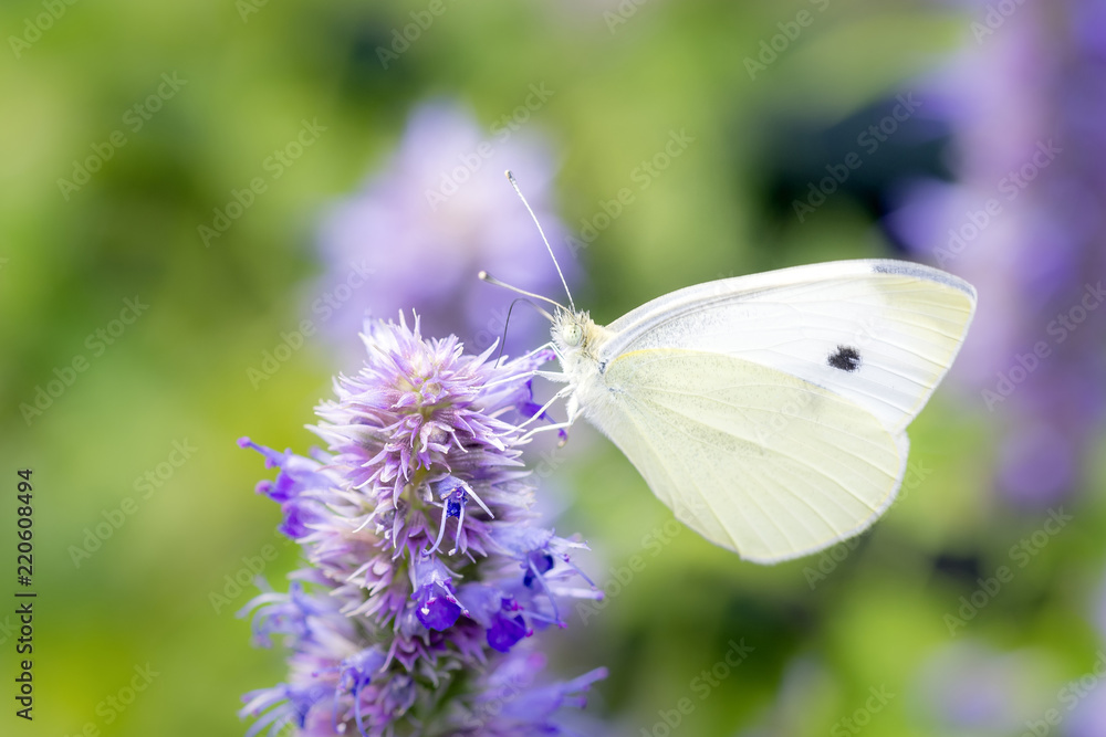 Pieris rapae - the small white - small cabbage white - Kleiner Kohlweissling resting on a blossom Pieris rapae - the small white - small cabbage white - Kleiner Kohlweissling resting on a blossom