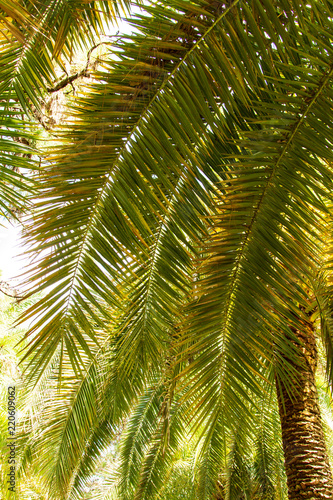 leaf of palm as background