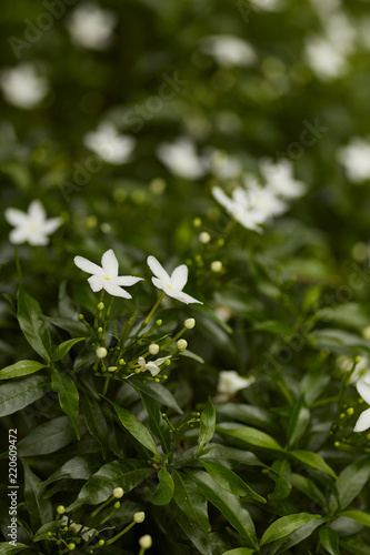 Beautiful White Jasmine in the Garden