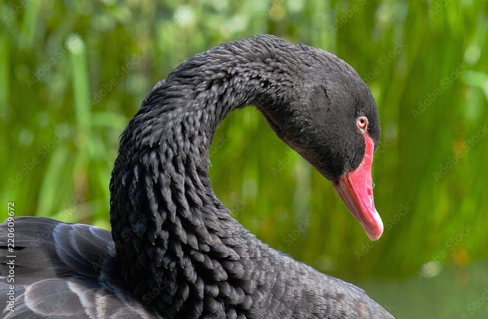 Obraz premium black swan
