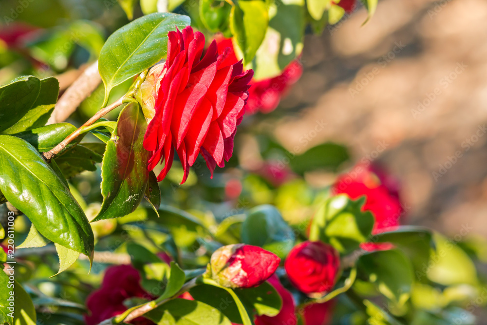 red camellia bush with flowers and buds 