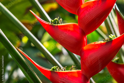 detail of backlit red heliconia plant flowers in bloom photo