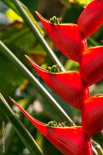 closeup of red lobster claw Heliconia flower in bloom photo