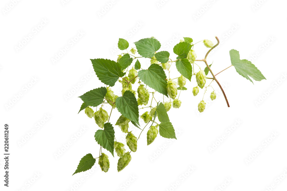 hop cones isolated hop cones isolated