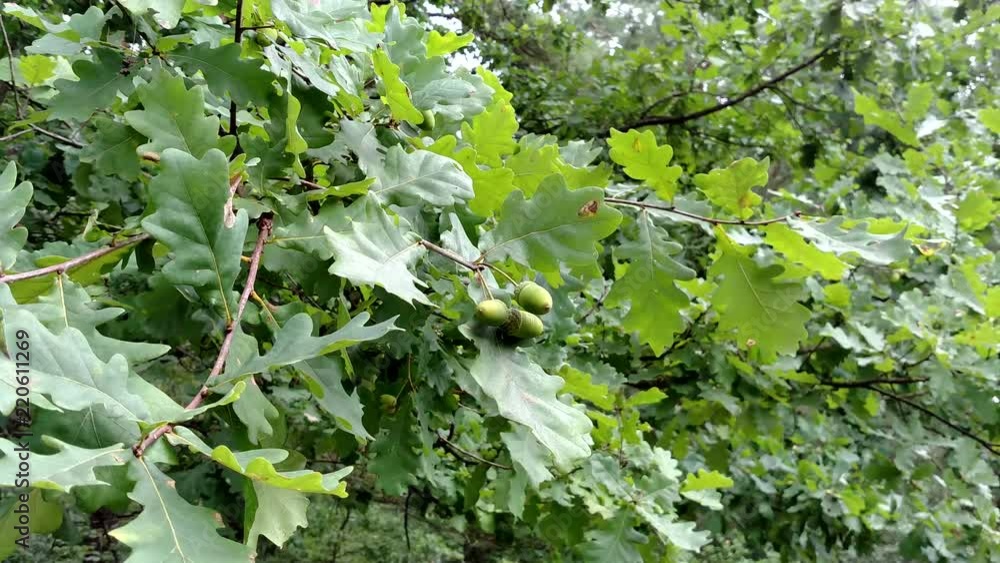 Green oak with acorns in summer day Green oak with acorns in summer day