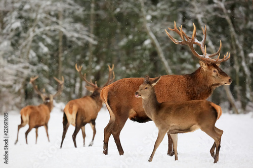 A noble deer male with female in the herd against the background of a beautiful winter snow forest. Artistic winter landscape. Christmas image. © delbars