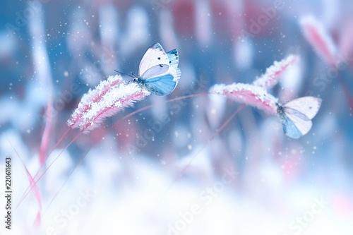 Beautiful butterflies in the snow on the wild grass on a blue and pink background. Snowfall Artistic winter christmas natural image. Winter and spring background. © delbars