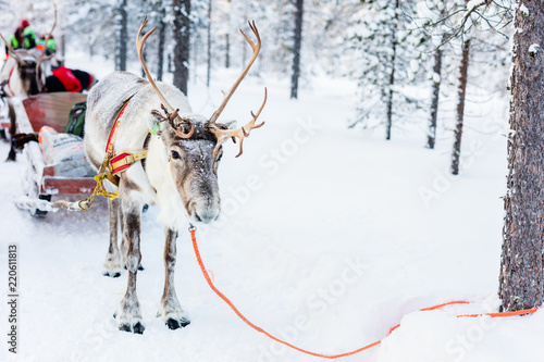 Reindeer safari © BlueOrange Studio