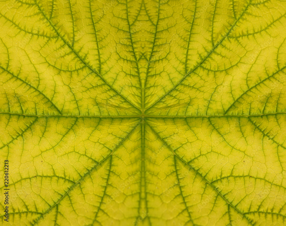 Summetric leaf texture pattern for summer background