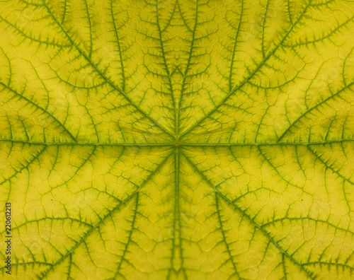Obraz na płótnie Summetric leaf texture pattern for summer background w salonie