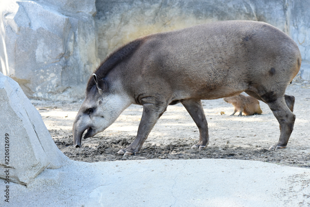 tapir tapir
