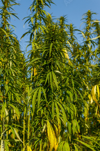 Green cannabis (marijuana) plant in a field