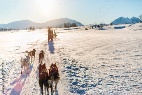 Husky safari © BlueOrange Studio