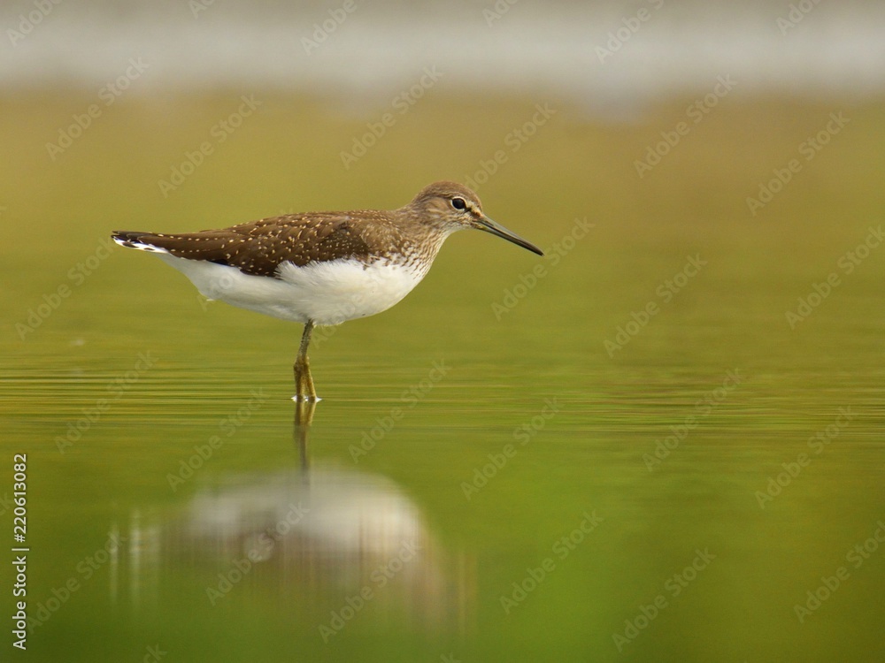 The green sandpiper (Tringa ochropus) on a lakeshore The green sandpiper (Tringa ochropus) on a lakeshore