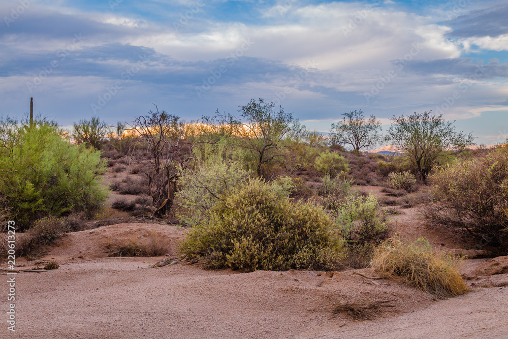 Desert landscape images of cactus and mountains. Sonoran desert in Arizona