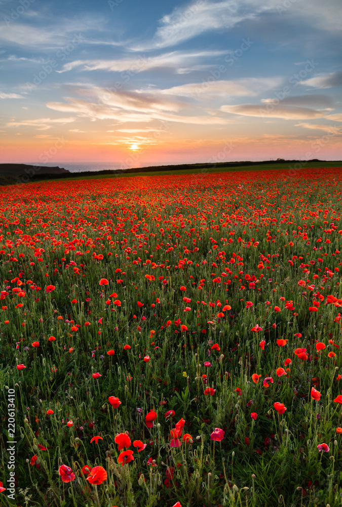 Sunset over Poppies,Polly Joke, West Pentire, Cornwall