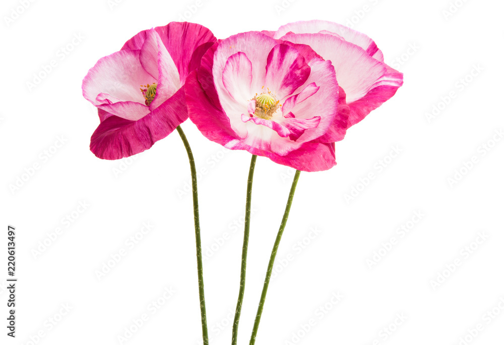 beautiful poppy flowers isolated beautiful poppy flowers isolated