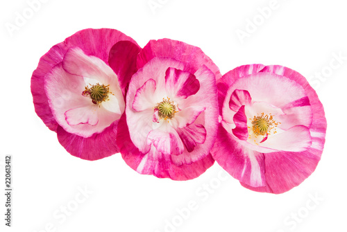 Fototapeta Naklejka Na Ścianę i Meble -  beautiful poppy flowers isolated