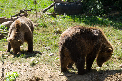 Bear on Parc'Ours