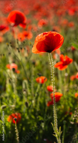 Beautiful Red Poppy, Polly Joke, West Pentire, Cornwall