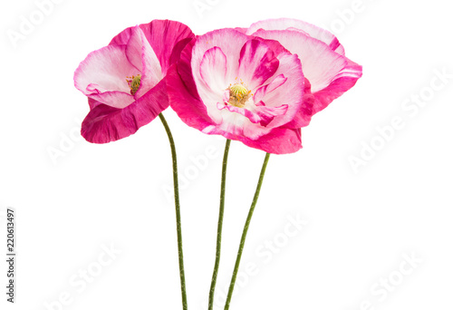 Fototapeta Naklejka Na Ścianę i Meble -  beautiful poppy flowers isolated