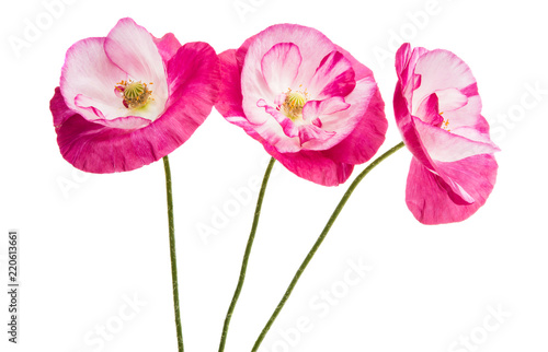 Fototapeta Naklejka Na Ścianę i Meble -  beautiful poppy flowers isolated